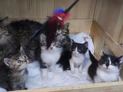 -萌兽医馆·宠物医院·猫骨科(创景店)