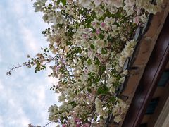 -深圳国际园林花卉博览园