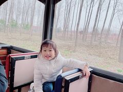 -合肥滨湖国家森林公园