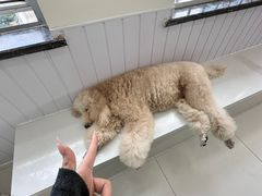 -汪说·狗咖·拼豆·宠物周边DIY(旺城大厦店)