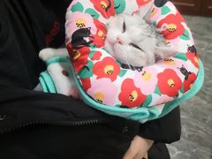 -宠爱国际动物医院· 猫科· 外科·中兽医(长白店)
