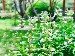 -思念果岭悦温泉