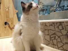 -momokira米努特·德文卷毛猫·棉花面纱犬