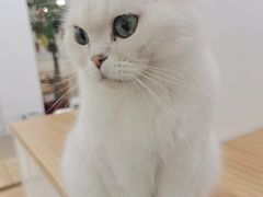 -李小姐の猫咖啡馆(五角场店)