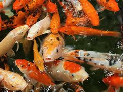 -龙悦湾酒家·八阵鱼生·渔人码头店