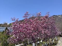-石老人观光园