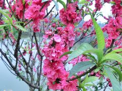 景点-南国桃园旅游度假区