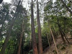 -火炉山森林公园