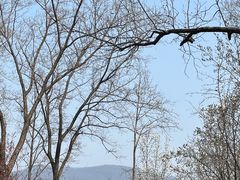 -梅花山(明孝陵内)
