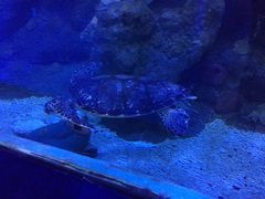 -左海海底世界