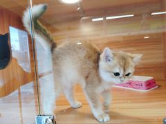 -猫十亿·布偶金渐层·曼基康矮脚猫舍(青年路店)