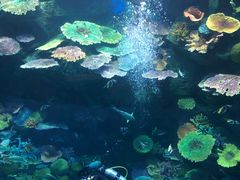 -暹罗海洋世界