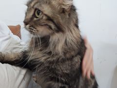 -李小姐の猫咖啡馆(五角场店)