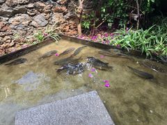 -大理老字号·舟渔的鱼野生菌海景餐厅(双廊店)
