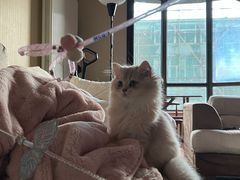 -猫十亿·布偶金渐层·曼基康矮脚猫舍(青年路店)