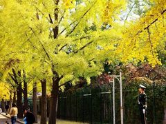 -三里屯东五街银杏大道