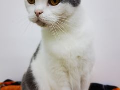 -瑞派动物医院·猫专科·至诚(江南中分院)