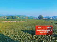 -龙坞茶村