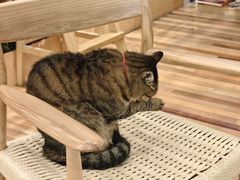 -猫的天空之城概念书店(杭州南宋御街店)