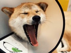 -About Bistro關於·泰式家庭料理