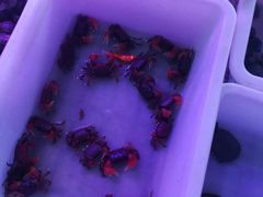 -宝鸡东道花鸟鱼虫市场(吉利花园商场店)