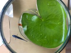 -中环花鸟鱼虫市场
