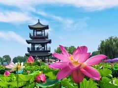 -白洋淀景区