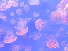 -江和美海洋公园