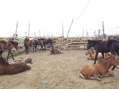 -贡格尔草原