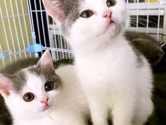 -东方名猫馆·英短金渐层布偶猫舍(环线广场1号楼店)