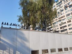 -九龙公园