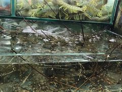 -班赞海鲜市场