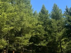 -芦芽山旅游度假区