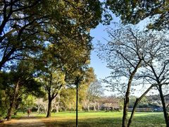 -上海共青森林公园