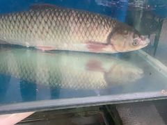 -生态脆鲩鱼庄(吉惠园店)