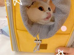 -BABIT巴比特宠物(MOMOPARK店)