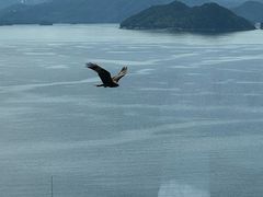-绿城千岛湖喜来登度假酒店