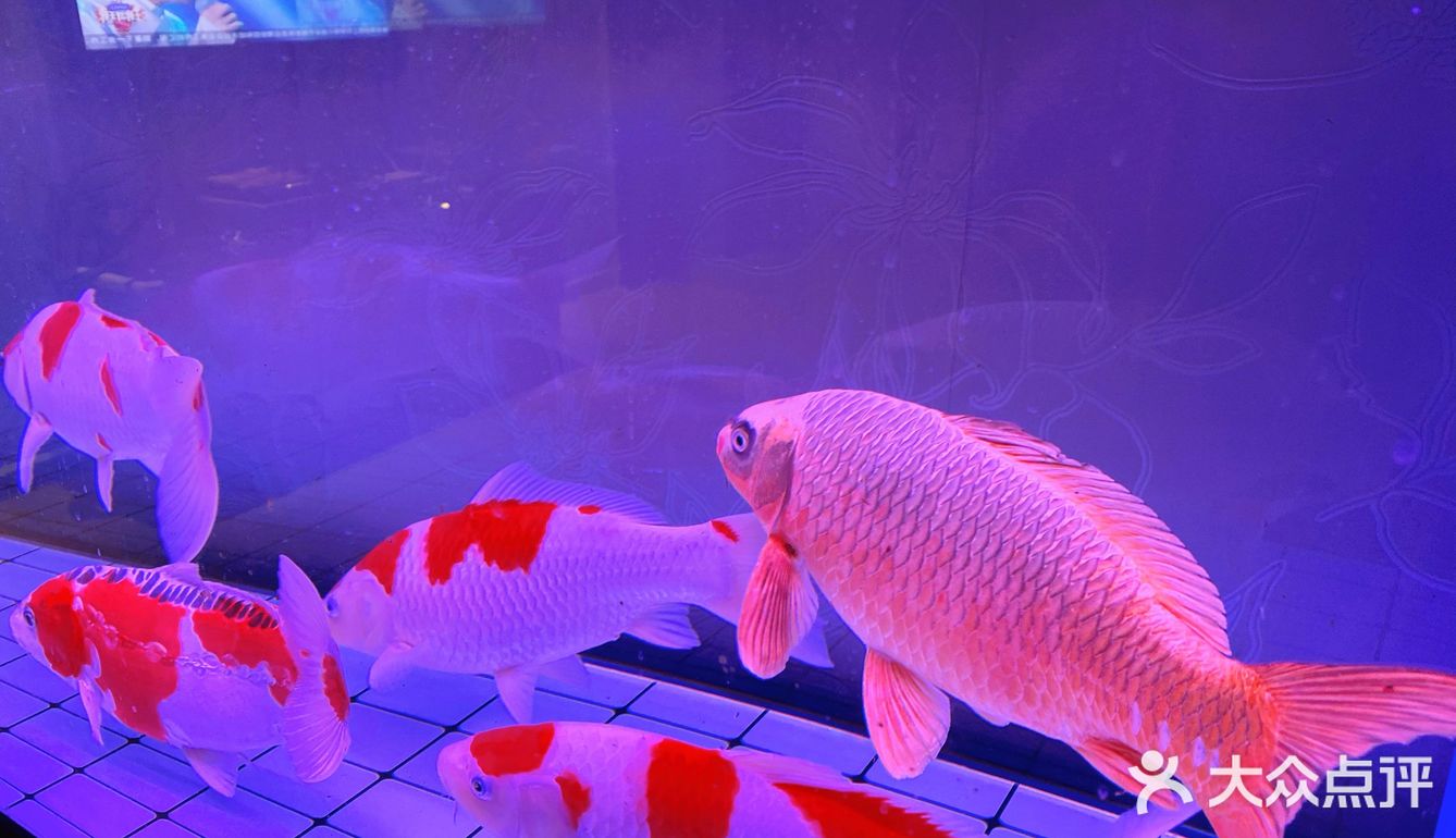 锦鲤保佑双手合十