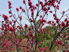 -南汇桃花村