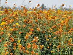 -中国天府农业博览园