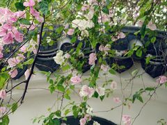 -深圳国际园林花卉博览园