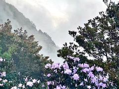 -梧桐山风景名胜区