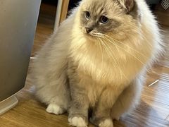 -滚猫咖啡·猫咖·猫友好撸猫(未来城店)