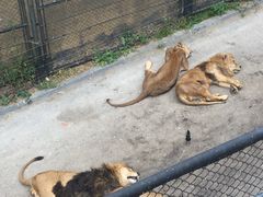 -大连森林动物园