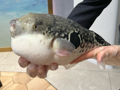 -鲐赏河豚(长寿店)