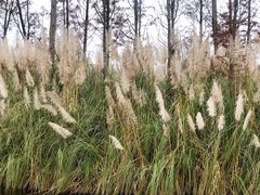 -白鹭湾湿地公园