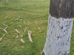 -黄海国家森林公园