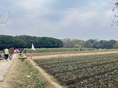 -八卦田遗址公园