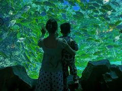 -芜湖新华联大白鲸海洋公园