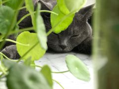 -瑞派福兴宠物医院犬猫全科·骨科·中西医结合(河东店)